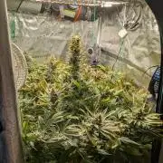Coco Test Run with Auto Super Lemon Haze