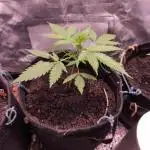 Auto Banana Blaze@Dutch Passion