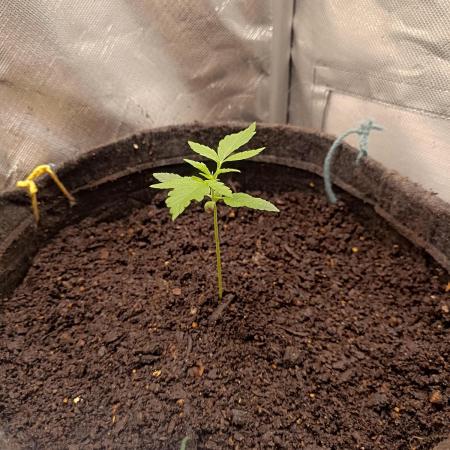 Auto AK-47 XL@DivineSeeds