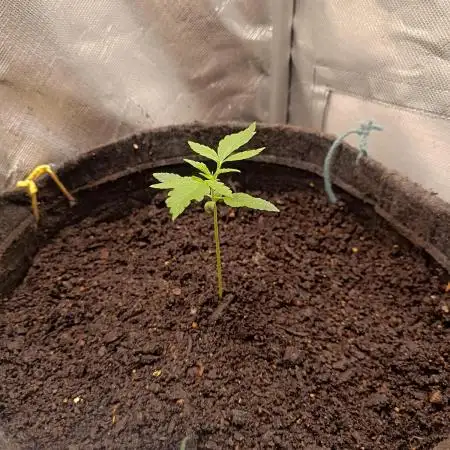 Auto AK-47 XL@DivineSeeds