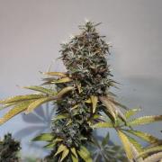 The Tropical Ice Cream One@USAGenetics26