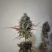 Auto Banana Blaze@Dutch Passion