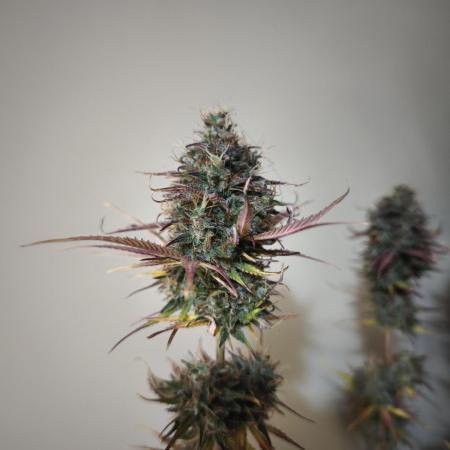 Auto Banana Blaze@Dutch Passion