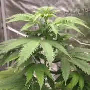 GanjaFarmer@Gorilla GG4