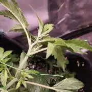 Apricot Auto@FastBuds