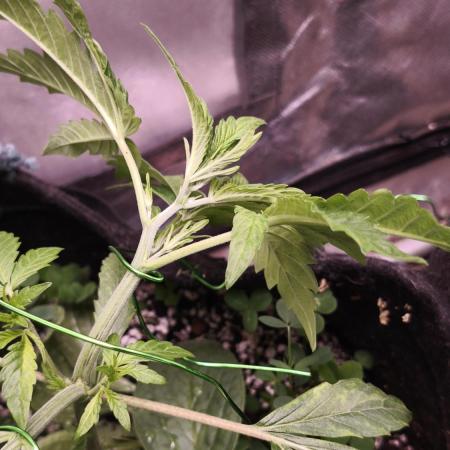 Apricot Auto@FastBuds