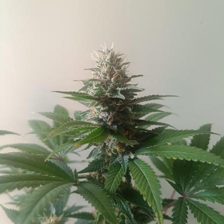 Strain A @Dutch Passion & SSSClub