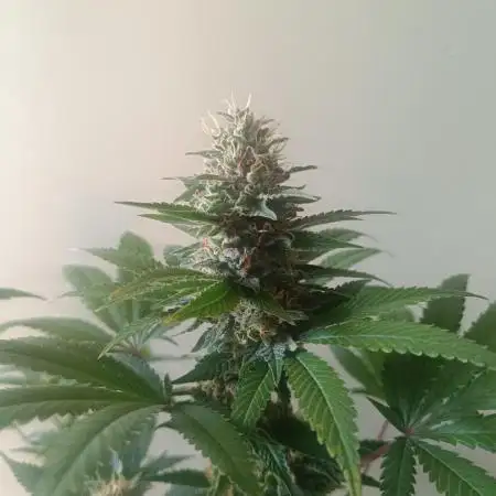Strain A @Dutch Passion & SSSClub