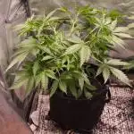 Auto Banana Blaze@Dutch Passion