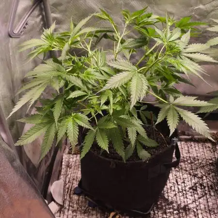 Auto Banana Blaze@Dutch Passion