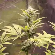 Sticky Broccoli@Zamnesia | Plagron