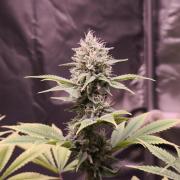 Sticky Broccoli@Zamnesia | Plagron