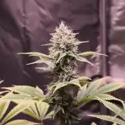Sticky Broccoli@Zamnesia | Plagron