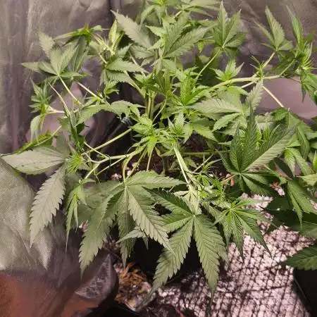 Auto Banana Blaze@Dutch Passion