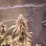 Auto AK-47 XL@DivineSeeds