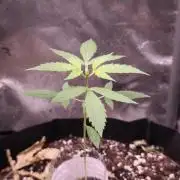Auto Glue XXL Genetics