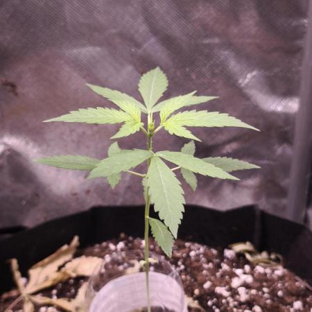 Auto Glue XXL Genetics