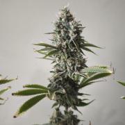 Sticky Broccoli@Zamnesia | Plagron