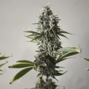 Sticky Broccoli@Zamnesia | Plagron