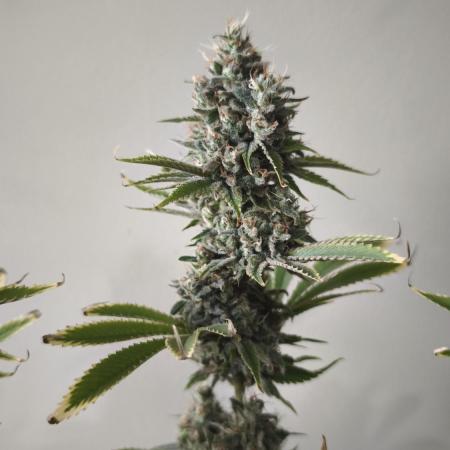 Sticky Broccoli@Zamnesia | Plagron