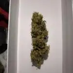 Strain A @Dutch Passion & SSSClub