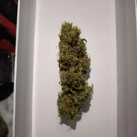 Strain A @Dutch Passion & SSSClub