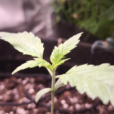 Sticky Broccoli@Zamnesia | Plagron