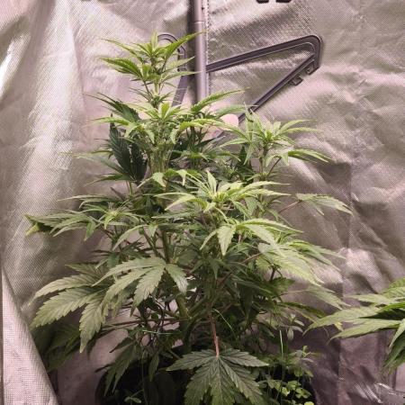 Northern dragon fuel Auto@SSSC