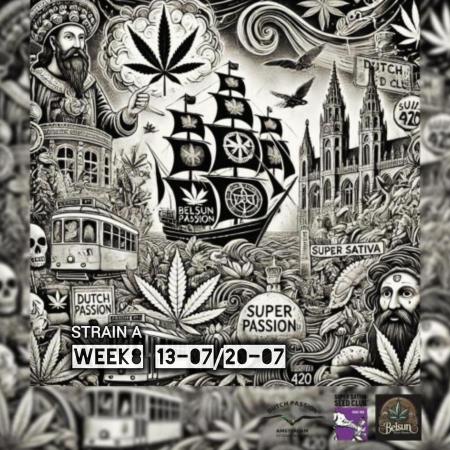 Strain A @Dutch Passion & SSSClub