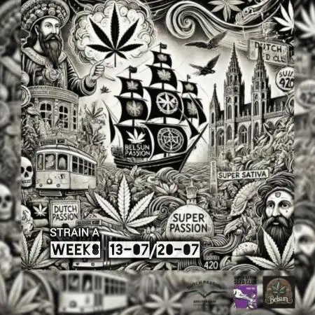 Strain A @Dutch Passion & SSSClub