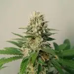 Strain A @Dutch Passion & SSSClub