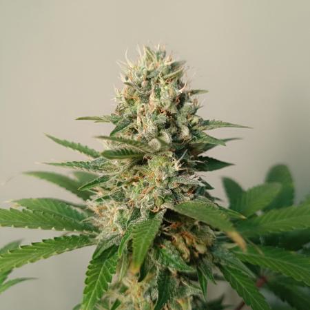 Strain A @Dutch Passion & SSSClub
