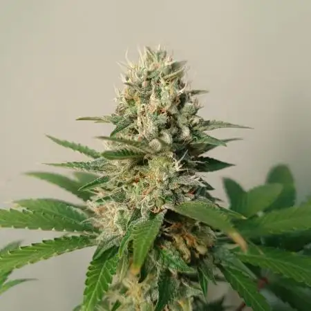 Strain A @Dutch Passion & SSSClub