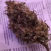 Auto Banana Blaze@Dutch Passion