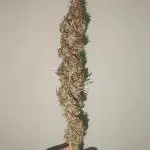 Strain B @Dutch Passion & SSSClub