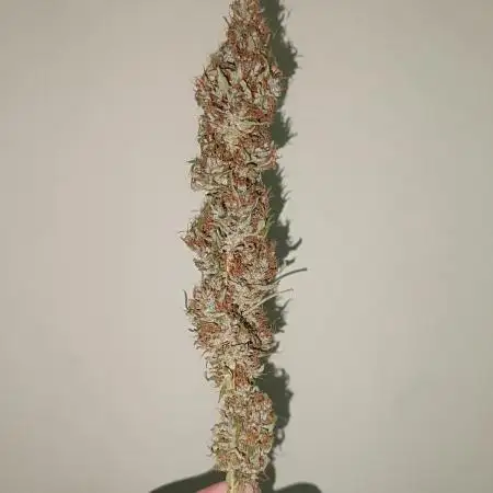 Strain B @Dutch Passion & SSSClub