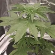 GanjaFarmer@Gorilla GG4