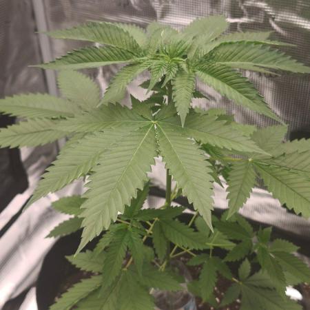 GanjaFarmer@Gorilla GG4