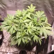 Apricot Auto@FastBuds