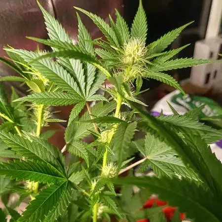 Gelato K @KANNABIA