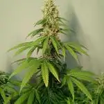 Strain B @Dutch Passion & SSSClub