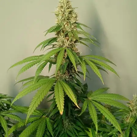 Strain B @Dutch Passion & SSSClub