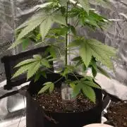 GanjaFarmer@Gorilla GG4