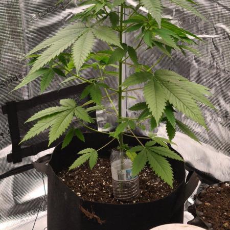 GanjaFarmer@Gorilla GG4
