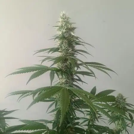 Strain B @Dutch Passion & SSSClub
