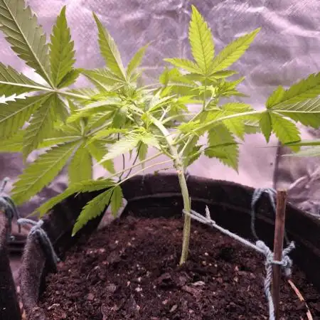 Auto Banana Blaze@Dutch Passion