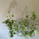 Strain A @Dutch Passion & SSSClub