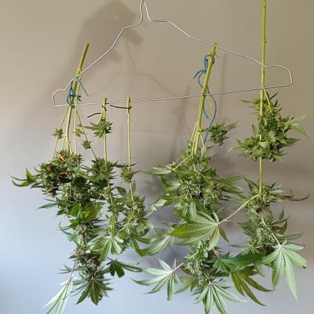 Strain A @Dutch Passion & SSSClub