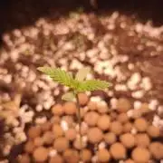 Apricot Auto@FastBuds