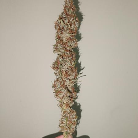 Strain B @Dutch Passion & SSSClub